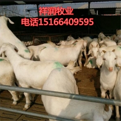 黑山羊养殖 黑山羊怀孕母羊价格 哪里的黑山羊价格便宜 种羊