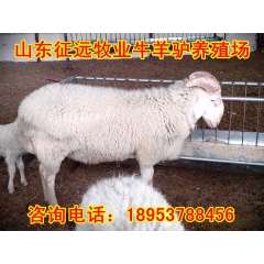 【小尾寒羊】种羊 羊苗 羊羔 日增重0.5-0.6斤 免费运...