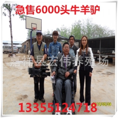 专业供应波尔山羊 种羊 肉羊（推荐）黑白山羊 小尾寒羊孕羊包...