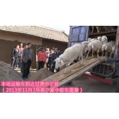专业供应波尔山羊 种羊 肉羊 黑白山羊 小尾寒羊孕