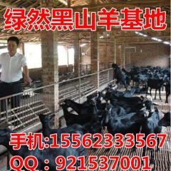 长势最快的纯种羊 金堂黑山羊 直接提供厂家内部价格