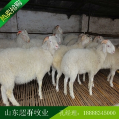 刚出栏一批肉羊 种羊 山羊 绵羊出肉率高 成活率强质量保障