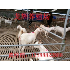 常年供应波尔山羊小尾寒羊种羊  肉羊养殖场