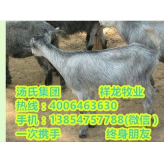 怎么饲养青山羊 提供养羊技术 汤氏牧业养羊场出售小羊羔 种羊