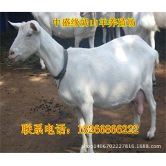 莎能奶山羊 奶山羊种羊 高产奶山羊价格 厂家直销 货到付款