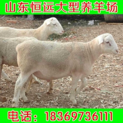 小尾寒羊的价格 购买小尾寒羊的价格 出售小尾寒羊种羊