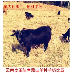 供应云南农家生态放养 黑山羊种羊 云南黑山羊养殖 小羊价格