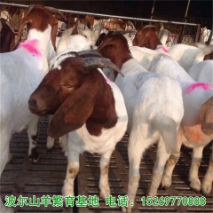 南非波尔山羊 波尔山羊种羊 波尔山羊纯种羊羔供应