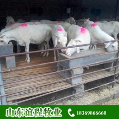 小尾寒羊种羊 适合农村养殖肉羊品种 小尾寒羊母羊价格