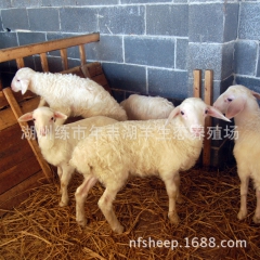 浙江省一级湖羊种羊场常年供应优质湖羊，种羊，无公害肉羊