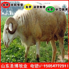 山东圣博养殖场现货大量出售产羔率高的小尾寒羊种羊