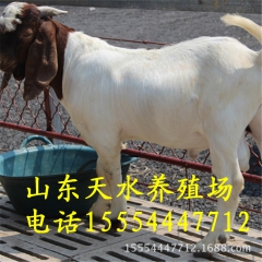 四川黑山羊价格 卖180斤波尔山羊、黑山羊种羊、批发基地
