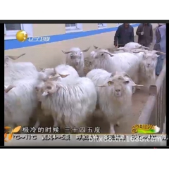 【辽宁特产】供应高品质辽宁丹东绒山羊 种羊 体形壮大