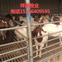 哪里有卖黑头杜波的 出售小尾寒羊 黑山羊 羊羔种羊 波尔山羊