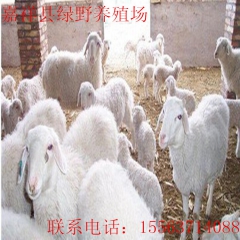 嘉祥县绿野养殖场出售无公害各种种羊