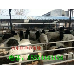 纯种杜泊绵羊一年生几窝小羊 杜泊绵羊好养殖吗 杜泊羊价格 种...
