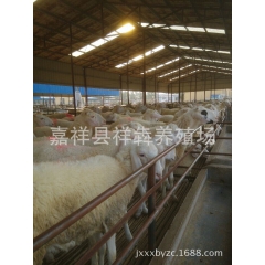 急售 高腿小尾寒羊 小尾寒羊 种羊 杜泊绵羊