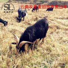 云南黑山羊 大耳种羊 努比亚黑山羊价格 黑山羊羊羔养殖 热销...