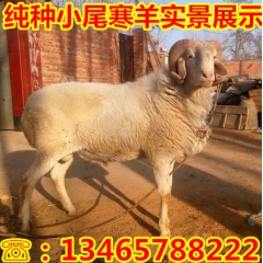 优质小尾寒羊种羊 小尾寒羊育肥多长时间 山东小尾寒羊价格