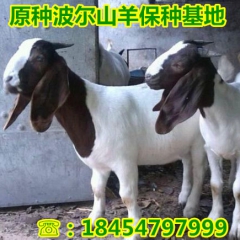 出售纯种波尔山羊种羊 4-6代波尔山羊价格 波尔山羊羊羔价格