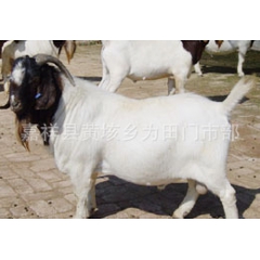 山东隆翔牧业供应肉羊  肉羊羔羊 种羊  价格低廉