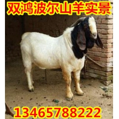 山东小尾寒羊市场价格 一窝多胎的小尾寒羊种羊 小尾寒羊养殖