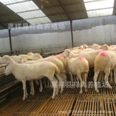 祥犇养殖场供应小尾寒羊 种羊 羊苗 量大免费送货