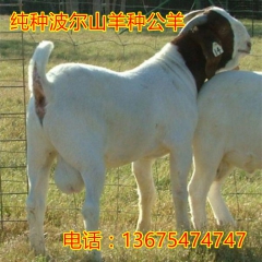 常年出售纯种波尔山羊种羊 波尔山羊羔价格 波尔山羊价格
