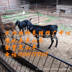 支持在线交易努比亚黑山羊种羊 自养牧场优质短毛黑山羊出售