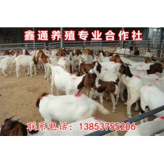 中华老字号 东阿阿胶桃花姬阿胶糕300g
