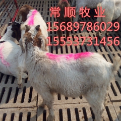 中华老字号 东阿阿胶桃花姬阿胶糕300g