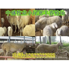 中华老字号 东阿阿胶桃花姬阿胶糕300g