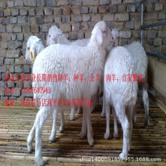 湖羊种羊 小母羊  种公羊纯种湖羊种羊自家繁殖欢迎参观河南西...