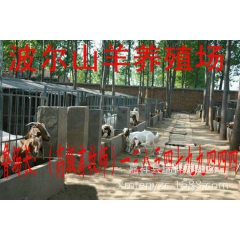 种羊,波尔山羊羊羔 波尔山羊价格 山羊养殖 母山羊