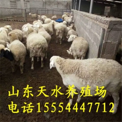 内蒙古杜泊羊 杜泊羊种羊价格 黑头杜泊羊价格 黑头杜泊羊养殖...