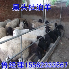 养羊怎么销售渠道，养杜泊羊 白山羊哪个场家可以回收