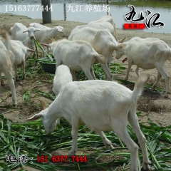 九江牧场供应多品种山羊 黑山羊 杜泊羊 羊养殖致富快