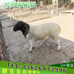 纯种黑头杜泊羊 杂交杜泊绵羊 小羊羔 肉羊 厂家批发量大从优