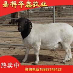 嘉祥华鑫牧业厂家直销杜泊羊 低价批发杜泊羊量大从优
