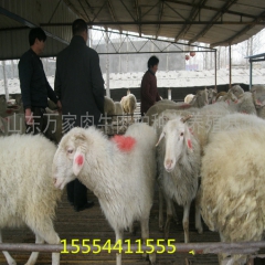 小尾寒羊种公羊价格 杜泊羊 山东黄彤牧业小尾寒羊养殖基地