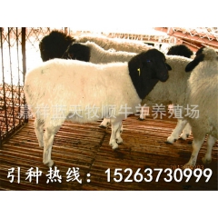 杜泊羊！黑头杜泊羊价格，哪里有卖杜泊羊