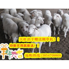 杜泊绵羊养殖效益多多 父本改良品种杜泊羊 养殖杜泊羊技术杜泊...