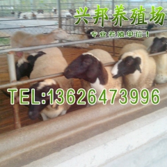 厂家直销纯种黑头杜泊羊 专业养殖场 小羊羔 小尾寒羊杂交