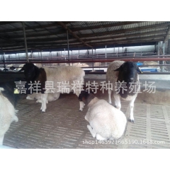 黑头杜泊绵羊活体体型大 出肉率高 抗病能力强  杜泊羊