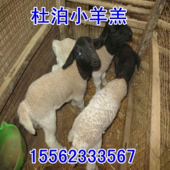 我想养黑头杜泊羊，养肉羊赚钱吗？养一只羊能赚多少钱？