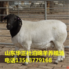 新疆养殖推荐的绵羊品种 杜泊羊 小尾寒羊 萨福克羊 种羊价格