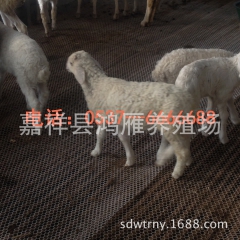 杜泊羊 黑头杜泊羊 河北省种羊基地 杜寒羊 小尾寒羊种羊【图...