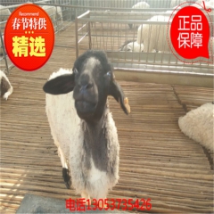 养羊 养品种公羊 小尾寒羊 杜泊羊 波尔山羊最新公布价格