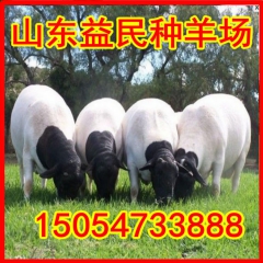 大量供应纯种杜泊羊 黑头杜泊羊种公羊市场价格 羔羊养殖场直销