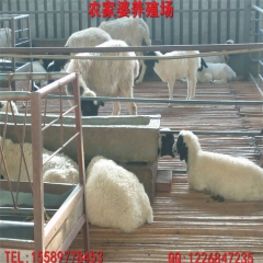 批发销售纯种小尾寒羊 杜泊羊 杂交黑头绵羊 湖羊 免运输